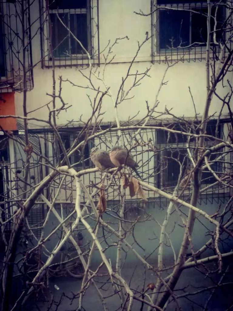 WeChat Image_20181128113539
