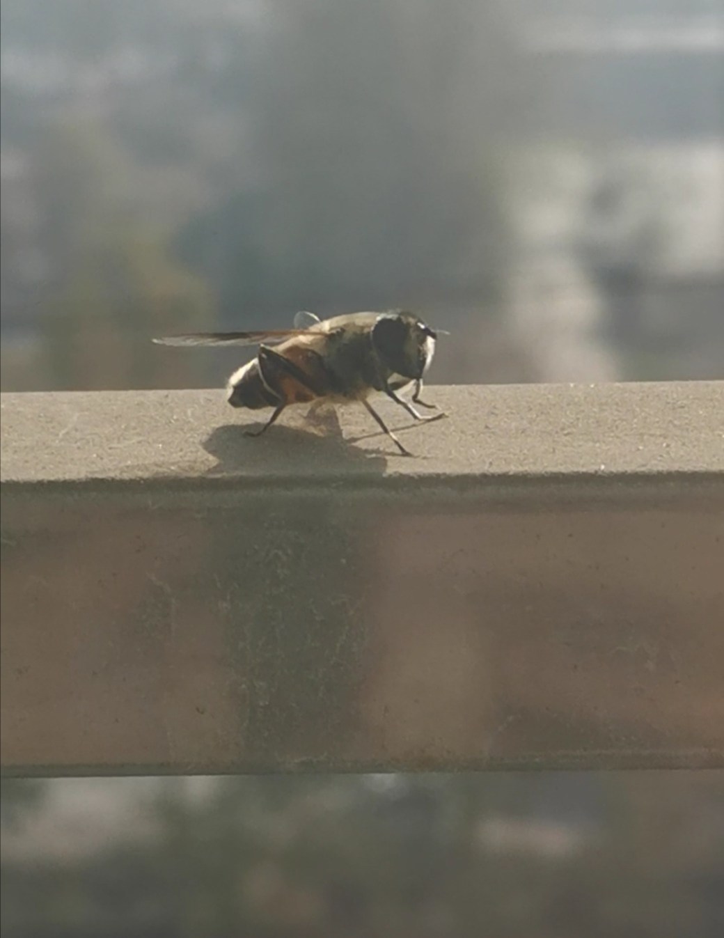 Screenshot_20191209_135254.jpg